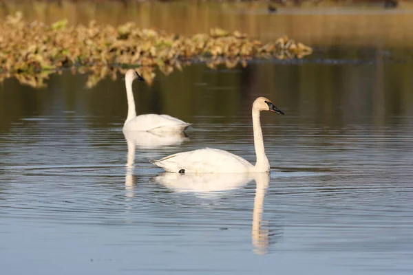 Trombitás Hattyú Cygnus Buccinator Család Úszás Teton Usa — Stock Fotó