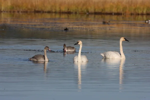 Trumpeter Swan Cygnus Buccinator Rodinné Koupání Teton Usa — Stock fotografie