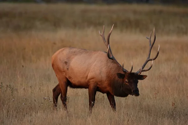 Geyik Wapiti Cervus Elephas Yellowstone Ulusal Parkı Wyoming — Stok fotoğraf