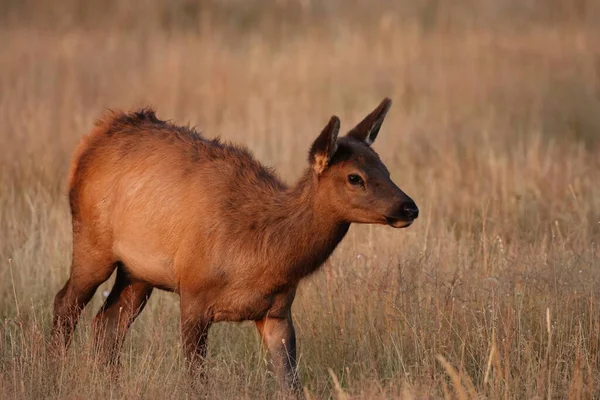 Elk Wapiti Cervus Elephas Yellowstone National Park Wyoming — Stockfoto