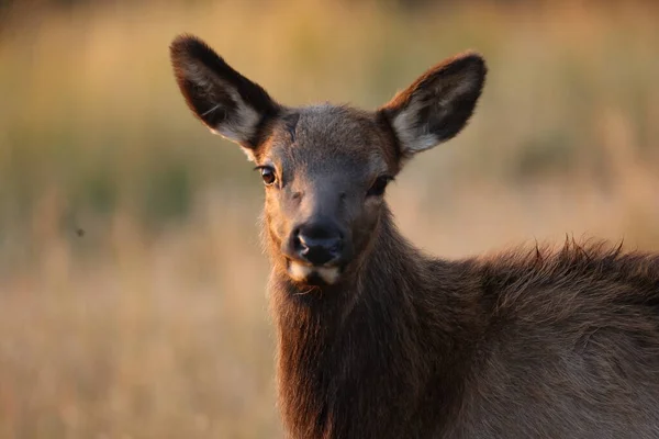 Elk Wapiti Cervus Elephas Yellowstone National Park Wyoming — 스톡 사진