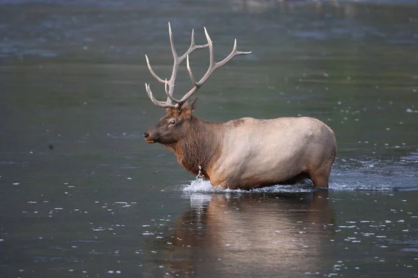 Alce Wapiti Cervus Elephas Parque Nacional Yellowstone Wyoming — Fotografia de Stock