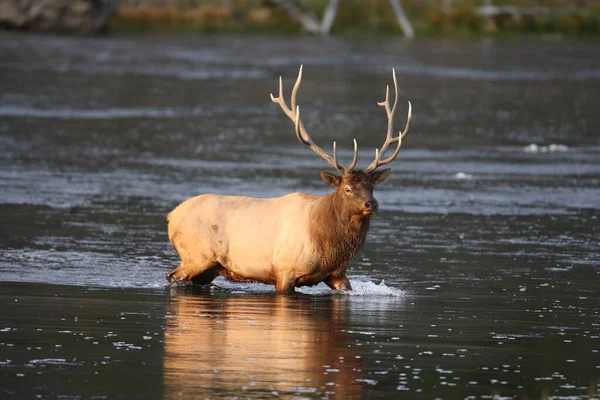 Alce Wapiti Cervus Elephas Parque Nacional Yellowstone Wyoming — Fotografia de Stock