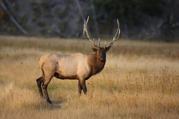 Geyik Wapiti Cervus Elephas Yellowstone Ulusal Parkı Wyoming — Stok fotoğraf