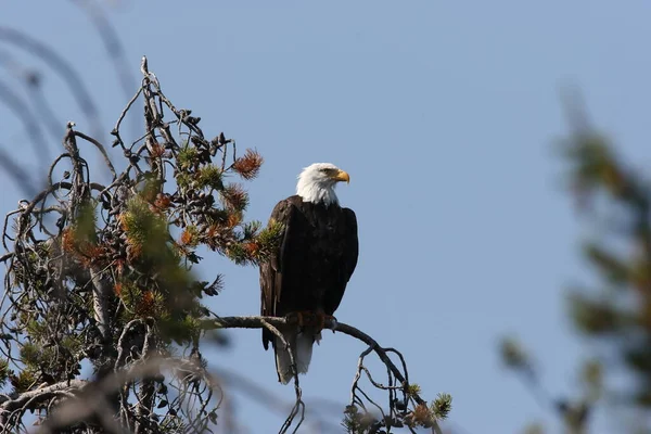 Águia Careca Empoleirada Árvore Yellowstone — Fotografia de Stock