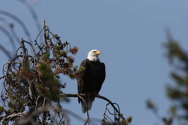 Skallig Örn Sittande Träd Yellowstone — Stockfoto