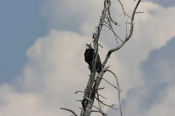 Kel Kartal Ağaçta Tünemiş Yellowstone — Stok fotoğraf