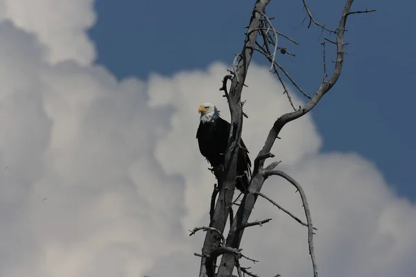 Elang Botak Bertengger Pohon Yellowstone — Stok Foto