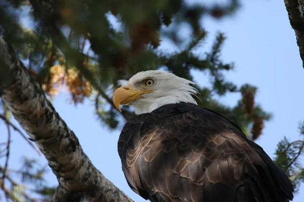 秃鹰栖息在树上 黄石公园 — 图库照片