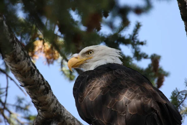 Bald Eagle Perched Tree Yellowstone — Stock Photo, Image