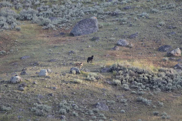 Achate Packen Wilde Nicht Gefangenschaft Lebende Wölfe Yellowstone National Park — Stockfoto