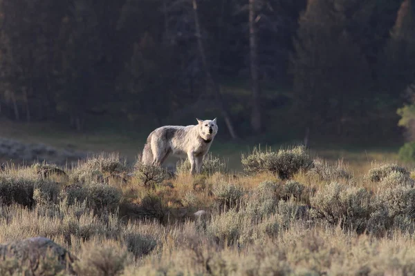 Loup Chef 472F Agates Meute Loup Sauvage Non Captif Parc — Photo