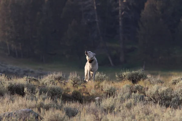 Chief Wolf 472F Agates Pack Wild Non Captive Wolf Yellowstone — Stock Photo, Image