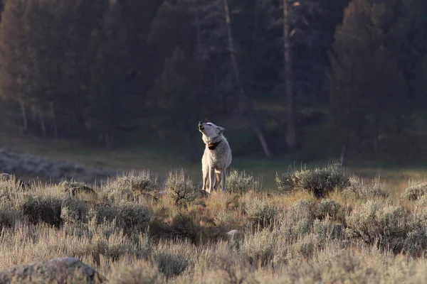 Chief Wolf 472F Agates Pack Wild Non Captive Wolf Yellowstone — стоковое фото