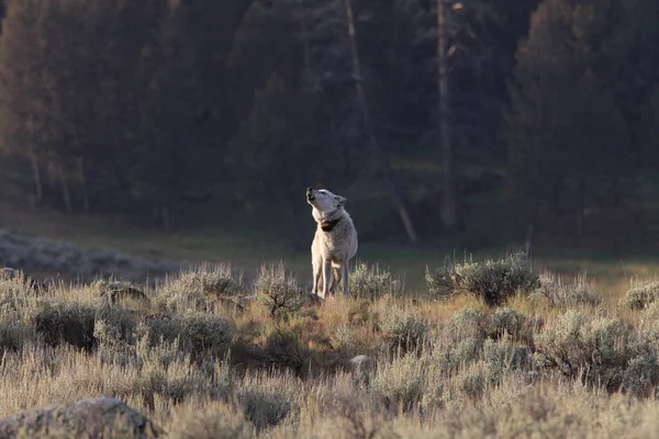 Loup Chef 472F Agates Meute Loup Sauvage Non Captif Parc — Photo