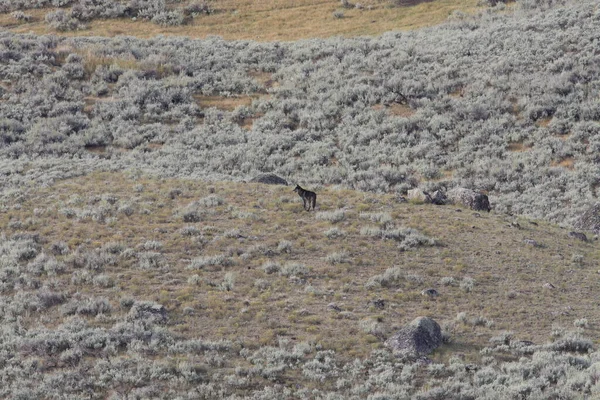 Agates Pack Wild Non Ctive Wolf Yellowstone National Park Eua — Fotografia de Stock