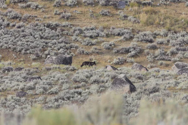 Agates Pack Wild Non Ctive Wolf Yellowstone National Park Eua — Fotografia de Stock