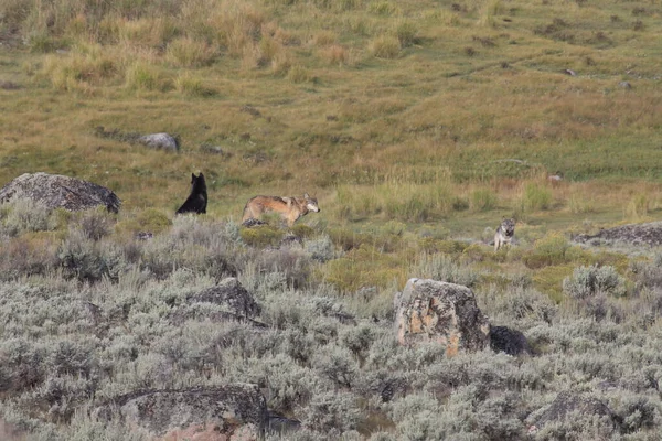 Achate Packen Wilde Nicht Gefangenschaft Lebende Wölfe Yellowstone National Park — Stockfoto