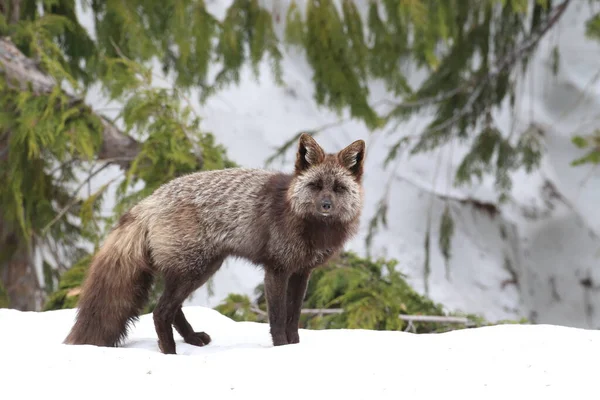 Stříbrná Liška Vulpes Vulpes Stříbrná Fáze Red Fox Přírodním Prostředí — Stock fotografie