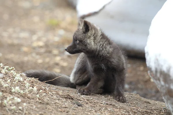 Silver Fox Vulpes Vulpes Srebrna Faza Red Fox Cubs Naturalnym — Zdjęcie stockowe