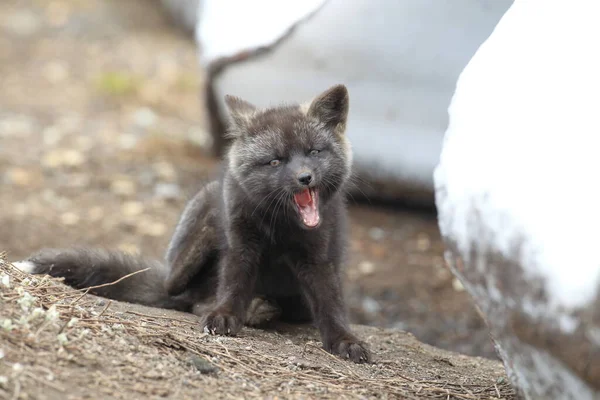 Silver Fox Vulpes Vulpes Srebrna Faza Red Fox Cubs Naturalnym — Zdjęcie stockowe