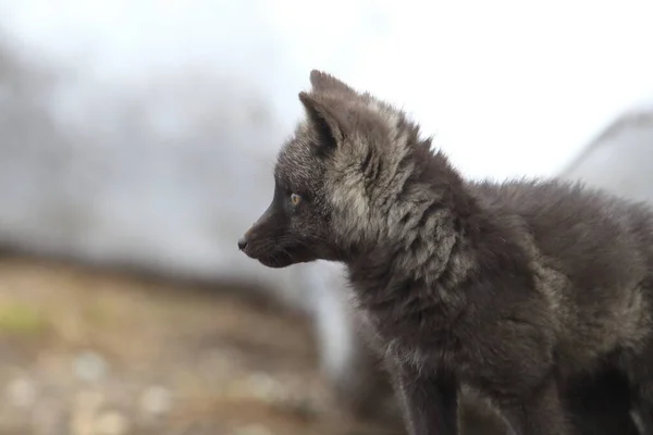 Silver Fox Vulpes Vulpes Srebrna Faza Red Fox Cubs Naturalnym — Zdjęcie stockowe