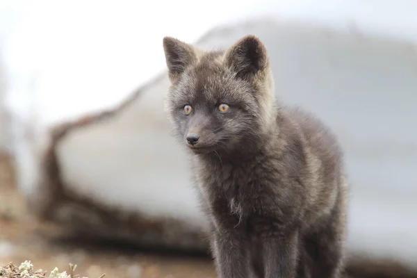 Silver Fox Vulpes Vulpes Srebrna Faza Red Fox Cubs Naturalnym — Zdjęcie stockowe