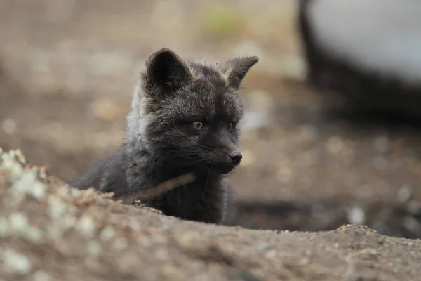 Silver Fox Vulpes Vulpes Silver Phase Red Fox Cubs Natural — Stock Photo, Image