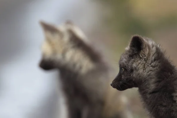 Zorro Plateado Vulpes Vulpes Fase Plata Los Cachorros Zorro Rojo — Foto de Stock