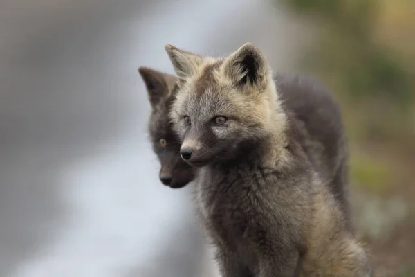 Silver Fox Vulpes Vulpes Silver Phase Red Fox Cubs Natural — Stock Photo, Image