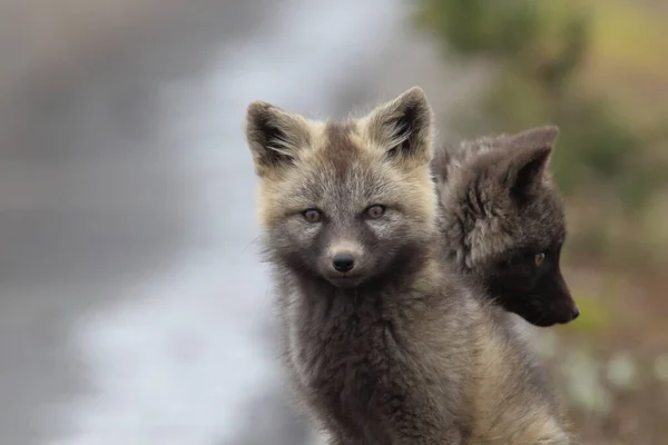 Silver Fox Vulpes Vulpes Srebrna Faza Red Fox Cubs Naturalnym — Zdjęcie stockowe