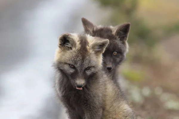 Silver Fox Vulpes Vulpes Zilveren Fase Van Red Fox Cubs — Stockfoto