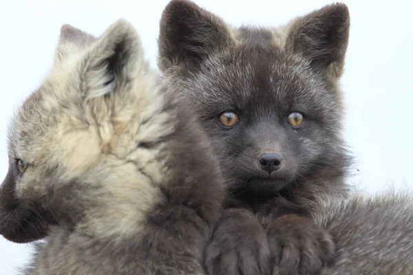 Silver Fox Vulpes Vulpes Silver Phase Red Fox Cubs Natural — Stock Photo, Image