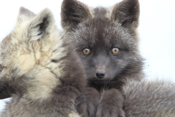 Silver Fox Vulpes Vulpes Silver Phase Red Fox Cubs Natural — Stock Photo, Image