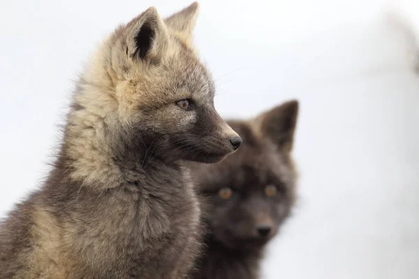 Silver Fox Vulpes Vulpes Zilveren Fase Van Red Fox Cubs — Stockfoto