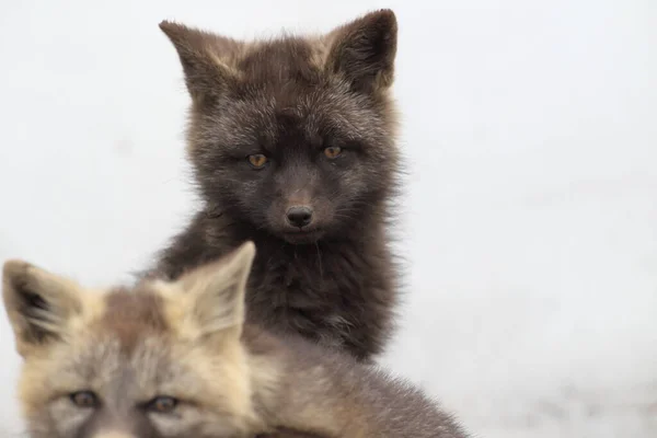 Silver Fox Vulpes Vulpes Silver Phase Red Fox Cubs Natural — Stock Photo, Image