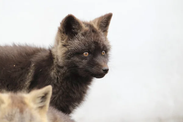 Silver Fox Vulpes Vulpes Zilveren Fase Van Red Fox Cubs — Stockfoto