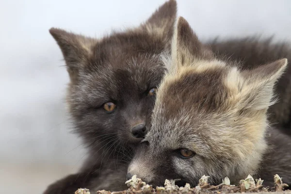 Silver Fox Vulpes Vulpes Серебряная Фаза Red Fox Cubs Естественной — стоковое фото