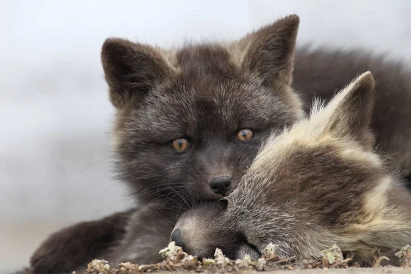 Silver Fox Vulpes Vulpes Silver Phase Red Fox Cubs Natural — Stock Photo, Image