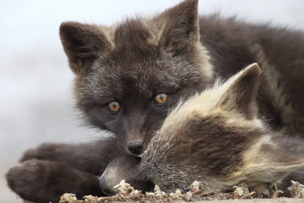 Silver Fox (Vulpes vulpes) - Silver phase of Red Fox Cubs in the natural habitat , Washington , USA