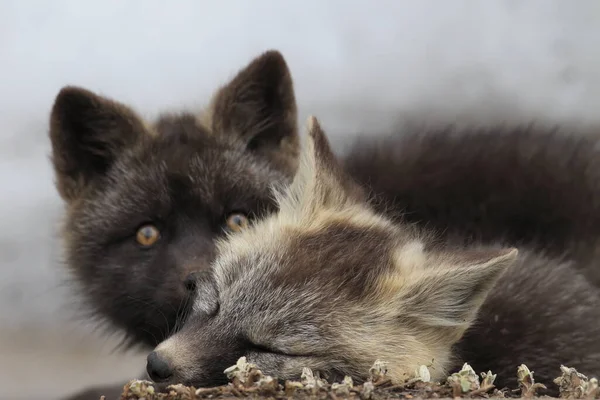 Silver Fox Vulpes Vulpes Silver Phase Red Fox Cubs Natural — Stock Photo, Image