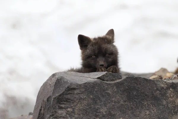 Stříbrná Liška Vulpes Vulpes Stříbrná Fáze Red Fox Cubs Přírodním — Stock fotografie