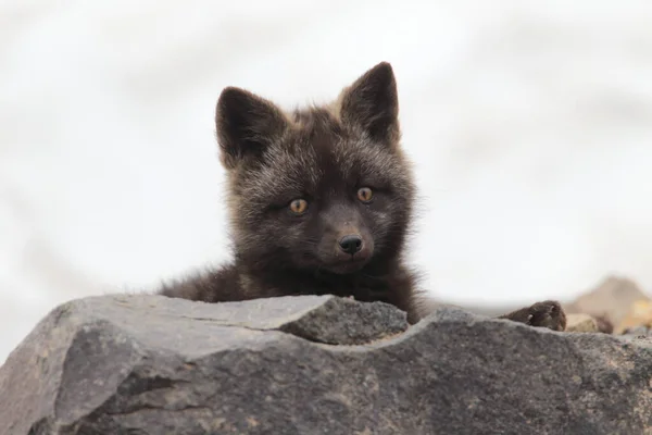 Silver Fox Vulpes Vulpes Zilveren Fase Van Red Fox Cubs — Stockfoto