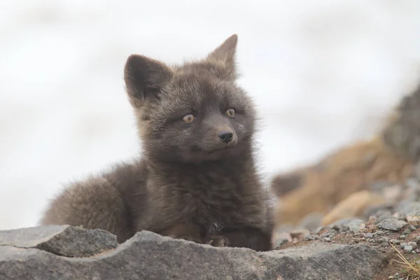 ロイコペ Arctic Fox Cubs 北極狐