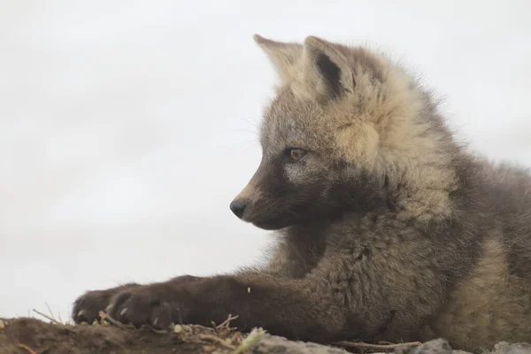 シルバーフォックス Vulpes Vulpes アメリカ合衆国ワシントン州の自然生息地にあるレッドフォックスカブスのシルバーフェーズ — ストック写真