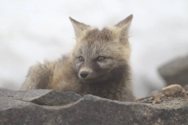 Stříbrná Liška Vulpes Vulpes Stříbrná Fáze Red Fox Cubs Přírodním — Stock fotografie