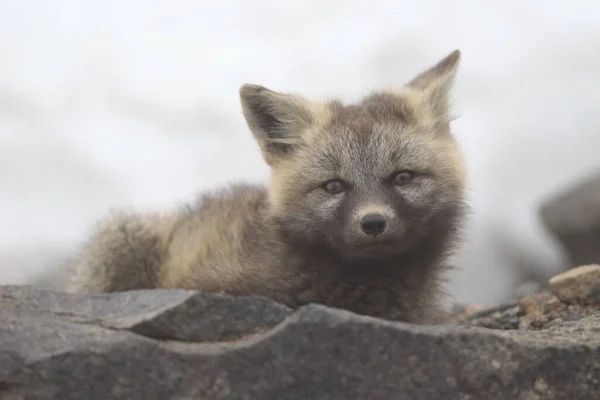 Silver Fox Vulpes Vulpes Fase Prata Red Fox Cubs Habitat — Fotografia de Stock