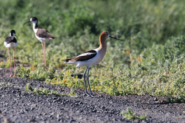 American Avocet Oregon Stati Uniti — Foto Stock