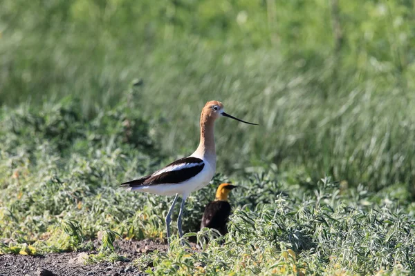 American Avocet Oregon Stati Uniti — Foto Stock