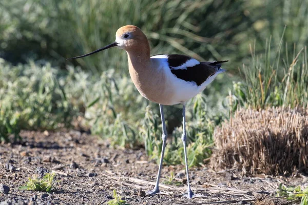 American Avocet Oregon Stati Uniti — Foto Stock